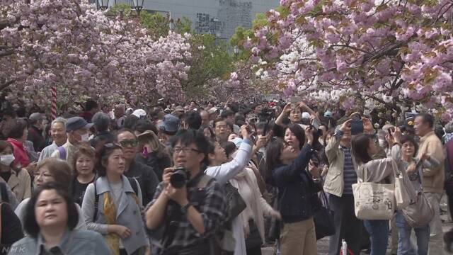 大阪の造幣局の「桜の通り抜け」が始まって花を楽しむ