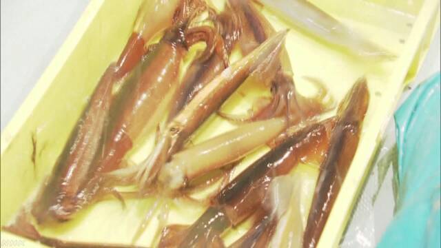スルメイカとサンマとサケの漁 去年はとても少なかった