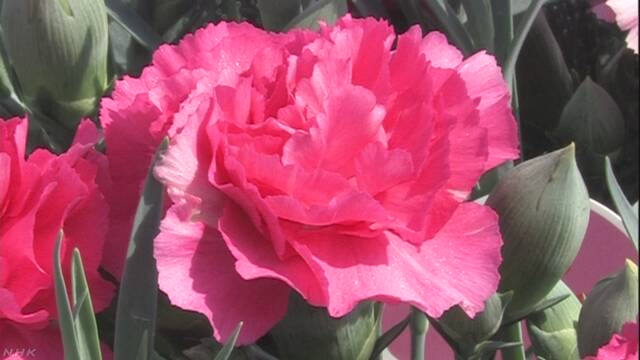 もうすぐ「母の日」 カーネーションの花を市場に送る