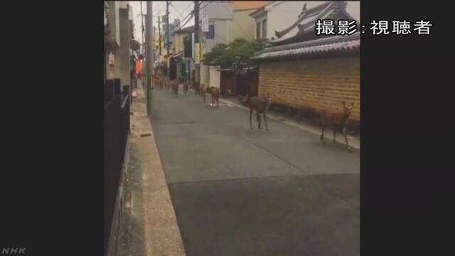 奈良市で鹿が町を走るビデオがインターネットに出る