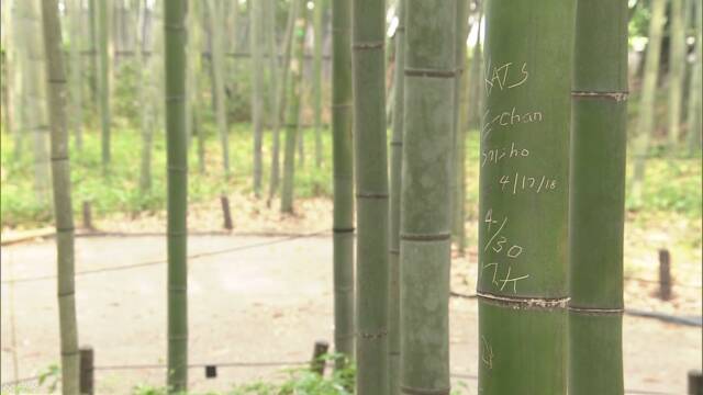 京都市の嵐山 100本の竹に文字のような傷が見つかる