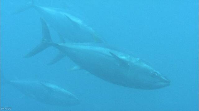太平洋のクロマグロは少しずつ増えている