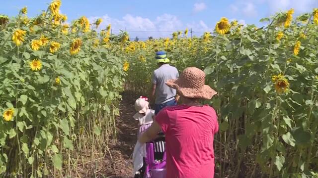 沖縄県 高校生が作ったひまわりの迷路を家族で楽しむ