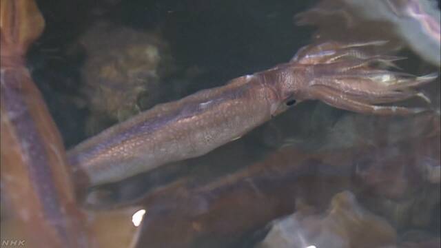 北海道のスルメイカの漁「今年もあまりとれないだろう」