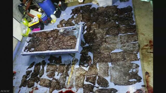 タイ 死んだ鯨のおなかの中にたくさんのプラスチックの袋