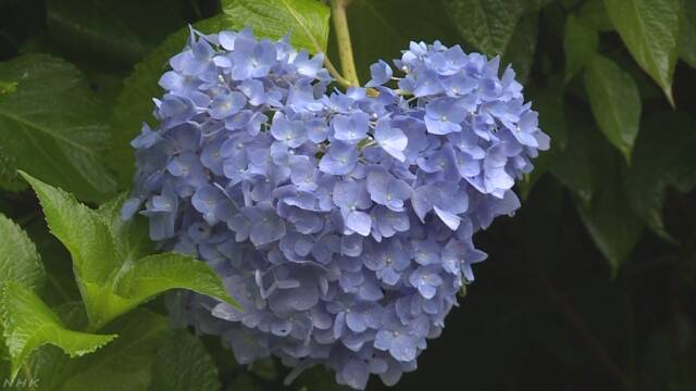 京都の三室戸寺 1万株のあじさいが咲く