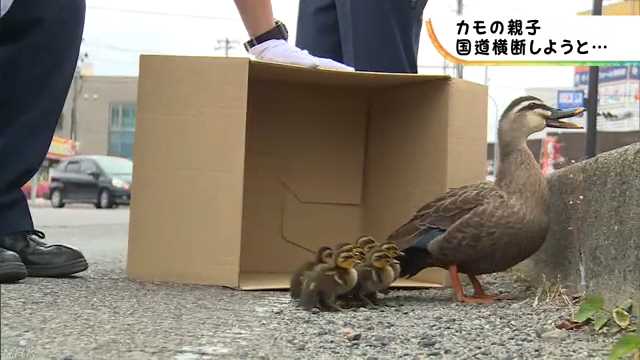 道を渡ろうとしたカモの親と赤ちゃんを警官が案内する