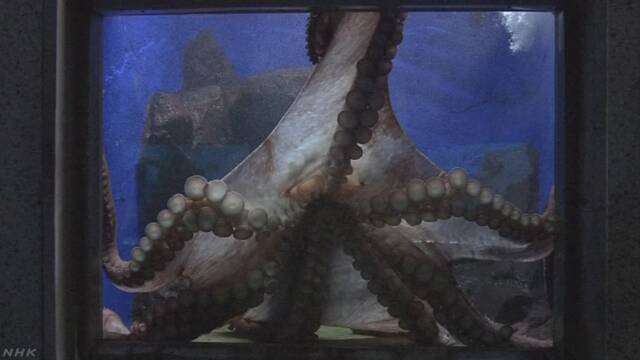 北海道室蘭市の水族館 今まででいちばん大きなタコが来た