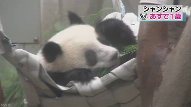 上野動物園のパンダのシャンシャンが1歳になる