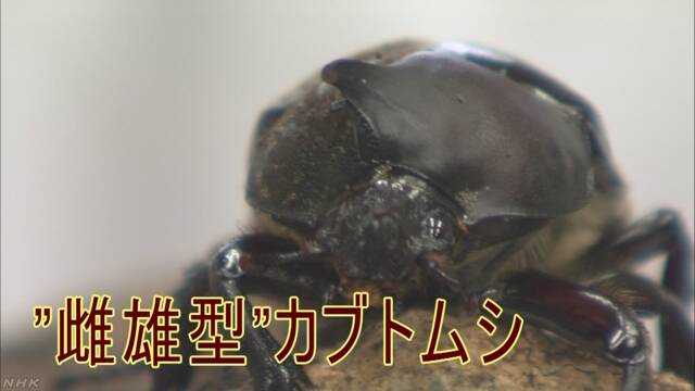 雄と雌の体を持ったカブトムシを男の子が見つける