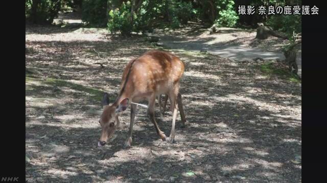 奈良公園で矢のような物が刺さった鹿が見つかる