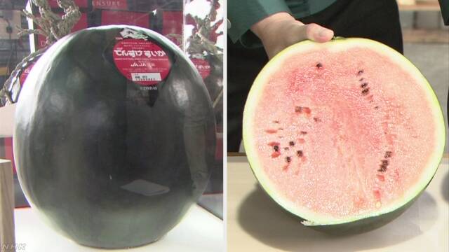 北海道の「でんすけすいか」 今年初めての競りで55万円