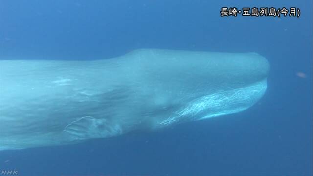 体を縦にして眠るマッコウクジラをビデオに撮る