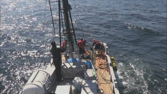 日本「増えた鯨は昔のようにとりたい」