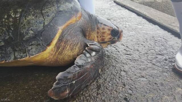亀がメキシコから高知県まで太平洋を泳いで渡る