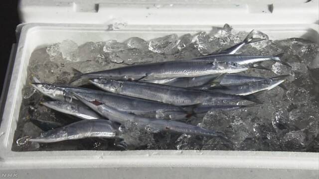 北海道でさんまの漁が始まる