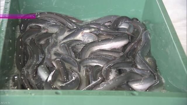 成田空港 「土用のうしの日」に食べるうなぎが着く