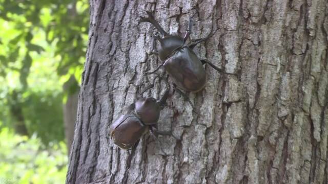 カブトムシを見たり触ったりできる場所がオープン