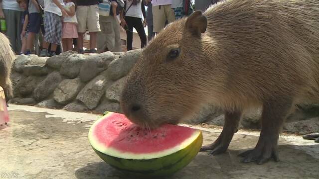 動物園のカピバラに冷たいすいかをプレゼント