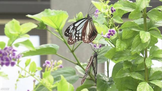とても暑くてチョウが飛ばない