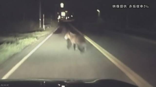熊が車にぶつかるところがドライブレコーダーに写る