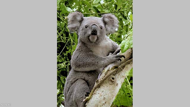 オーストラリアの島で餌が足りなくてたくさんのコアラが死ぬ