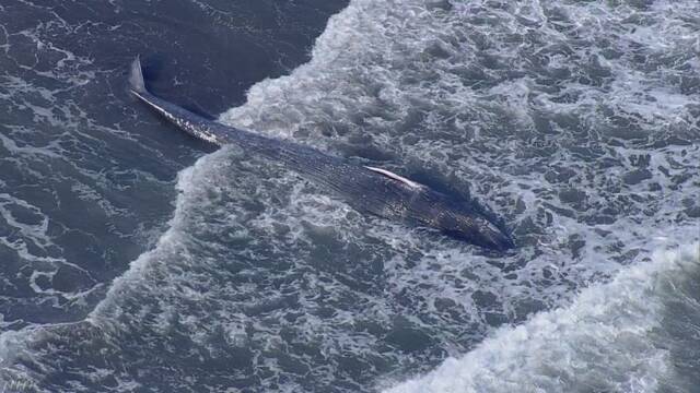 神奈川県の海岸に流れてきたのはシロナガスクジラだった