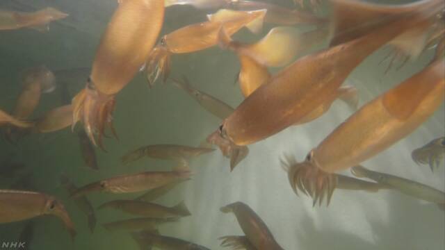 北海道函館市 スルメイカが今年もあまりとれない