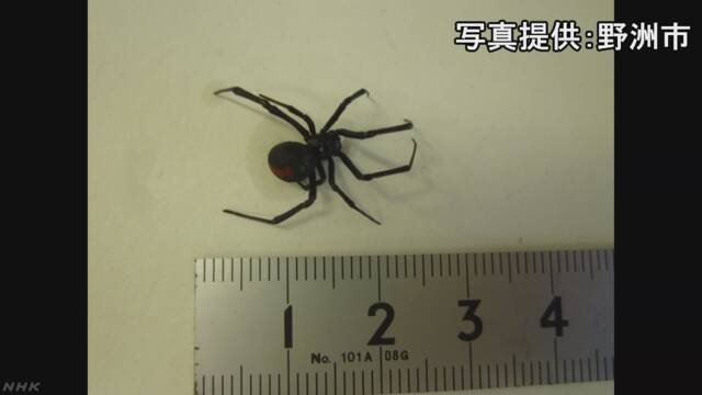 滋賀県で毒を持つセアカゴケグモが300匹見つかる