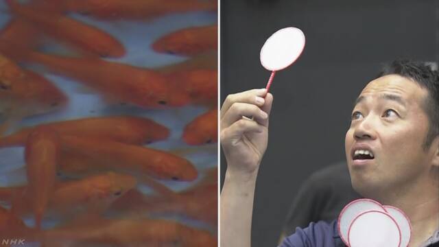 「金魚すくい」の大会 優勝は3分で67匹の金魚をすくった人