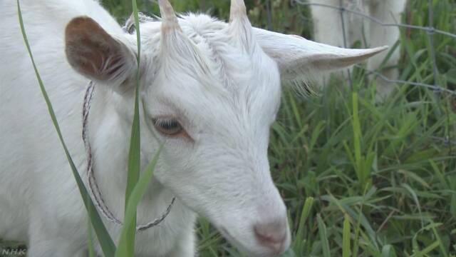 北海道 やぎの子どもがミルクを飲むビデオが人気