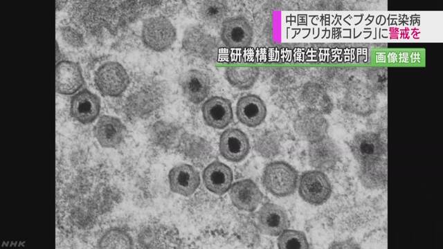 豚の病気「アフリカ豚コレラ」が中国で見つかる