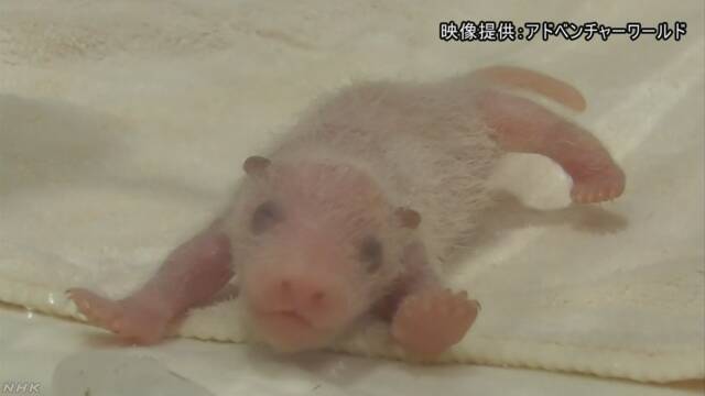 和歌山県の動物園 パンダの赤ちゃんが生まれて1週間