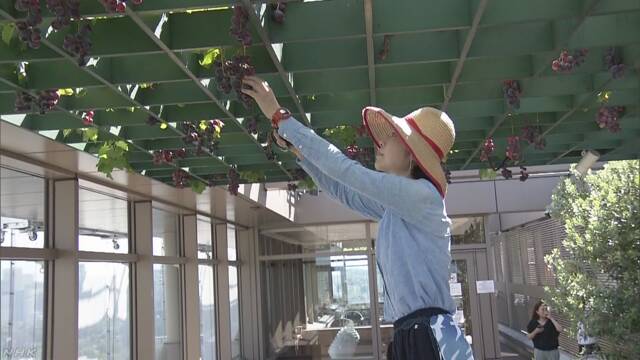 東京のビルの屋上で「ぶどう」ができる