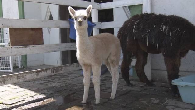 滋賀県 アルパカの赤ちゃんが人気