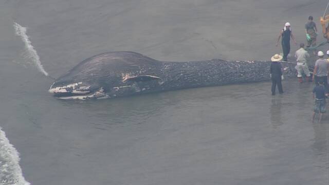海で死んだ鯨のおなかの中からプラスチックが見つかる