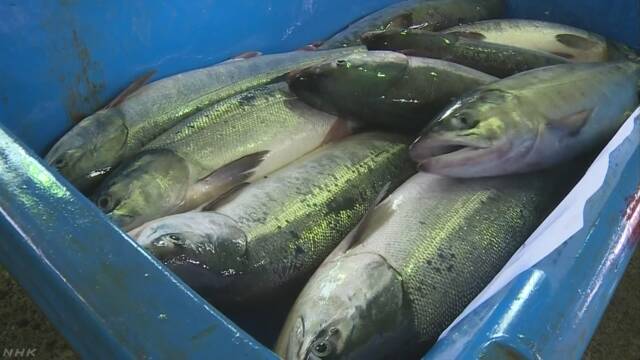 北海道えりも町 サケを取る秋の漁が始まる