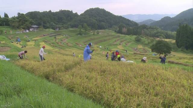 千葉県の棚田で東京などから来た人たちが稲を刈る