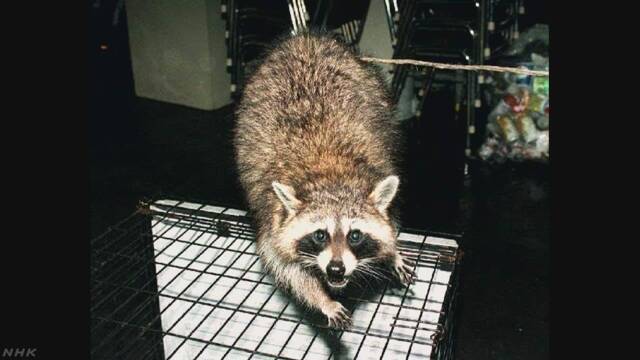 日本のたくさんの所にアライグマが住んでいる