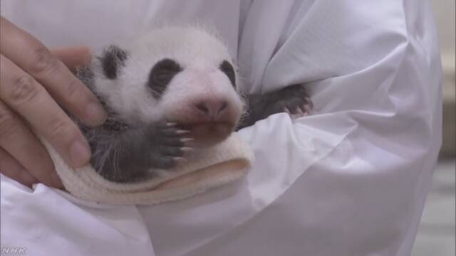 和歌山県の動物園がパンダの赤ちゃんをみんなに見せる