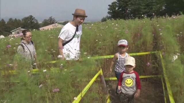 青森市 スキー場に30万本のコスモスの花が咲く