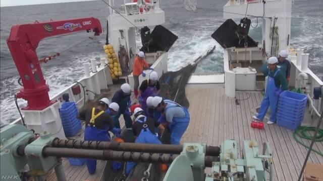 福島県 海でヒラメなどの魚が増えている