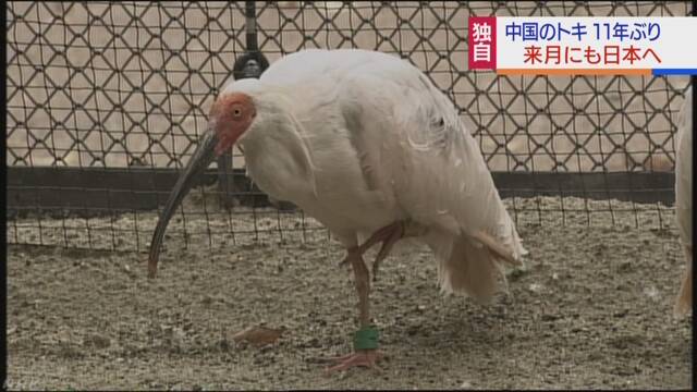 中国からもらう2羽のトキ 10月ごろ日本に来る