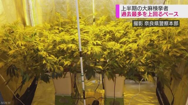 大麻を持ったりした疑いで警察が調べた人が多くなる