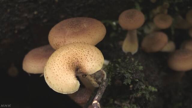 山へきのこをとりに行った人が亡くなる事故が続いている