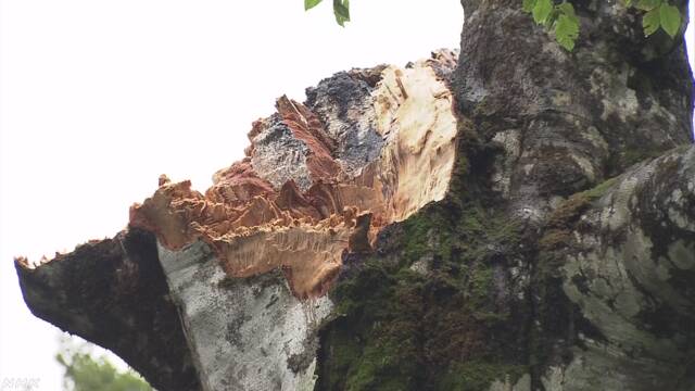 台風で折れた白神山地の「マザーツリー」をそのまま残す