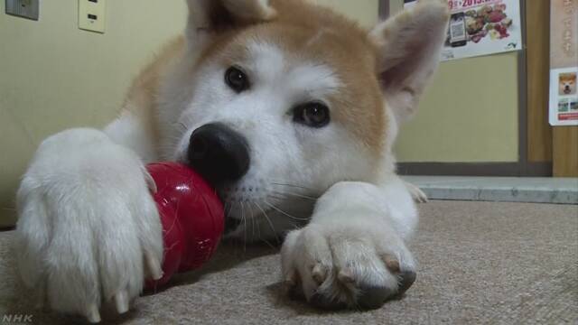 「マサル」のきょうだいの秋田犬を大勢の人が見に来る