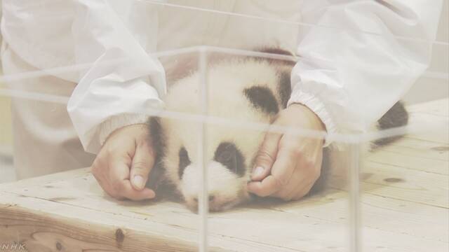 和歌山県の動物園でパンダの赤ちゃんの体の重さを調べる