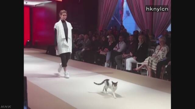 ファッションショーで猫が歩く「本当のキャットウォークだ」
