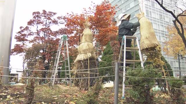 北海道 大通公園の木にわらを巻いて雪と寒さから守る